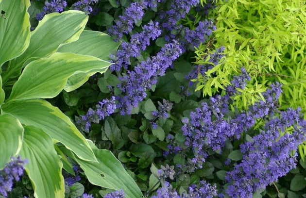 Jardines monocromáticos