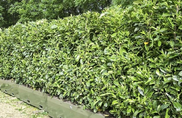 Límites del jardín