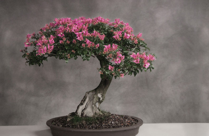 Bonsai02