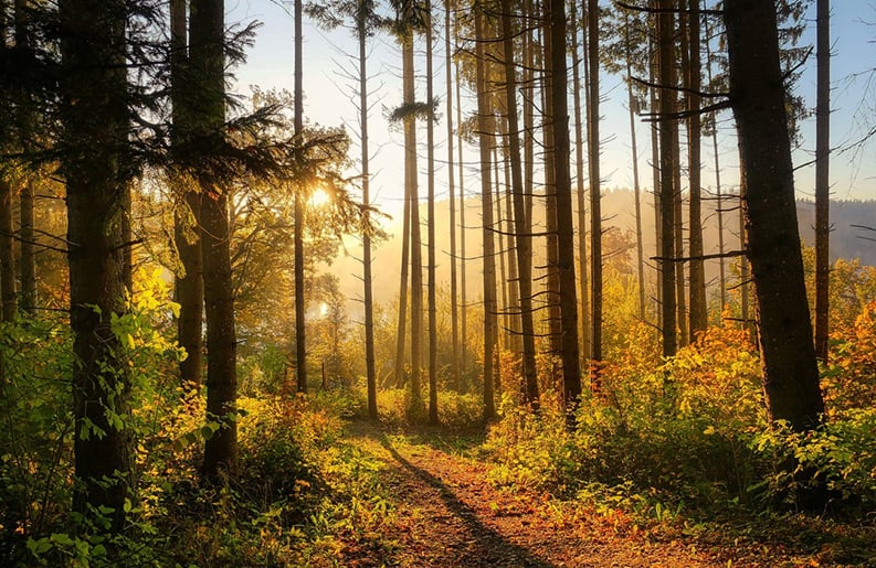 Naturaleza. Cinco célebres bosques para recorrer.