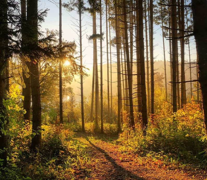Naturaleza. Cinco célebres bosques para recorrer.