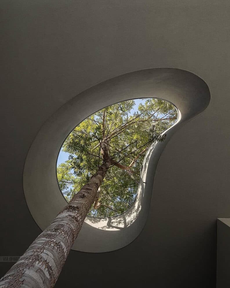 Casas donde los árboles son parte del diseño