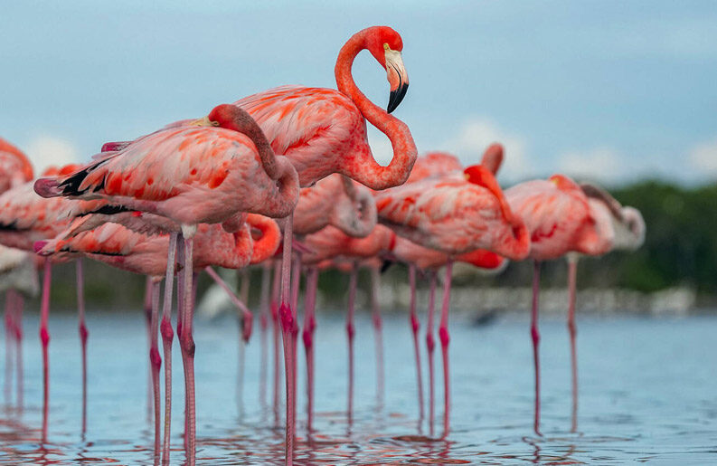 Flamencos en Florida: regresan a los Everglades