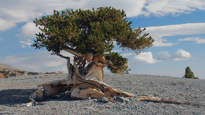 Parque Nacional Great Basin, el destino secreto de Nevada