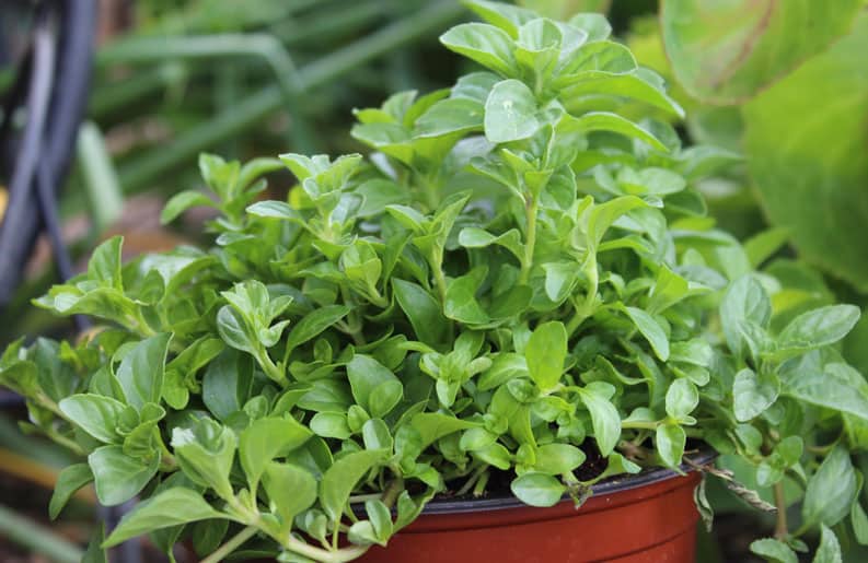 PlantasAromáticas