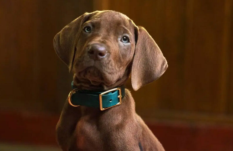 Scooby-Doo live-action