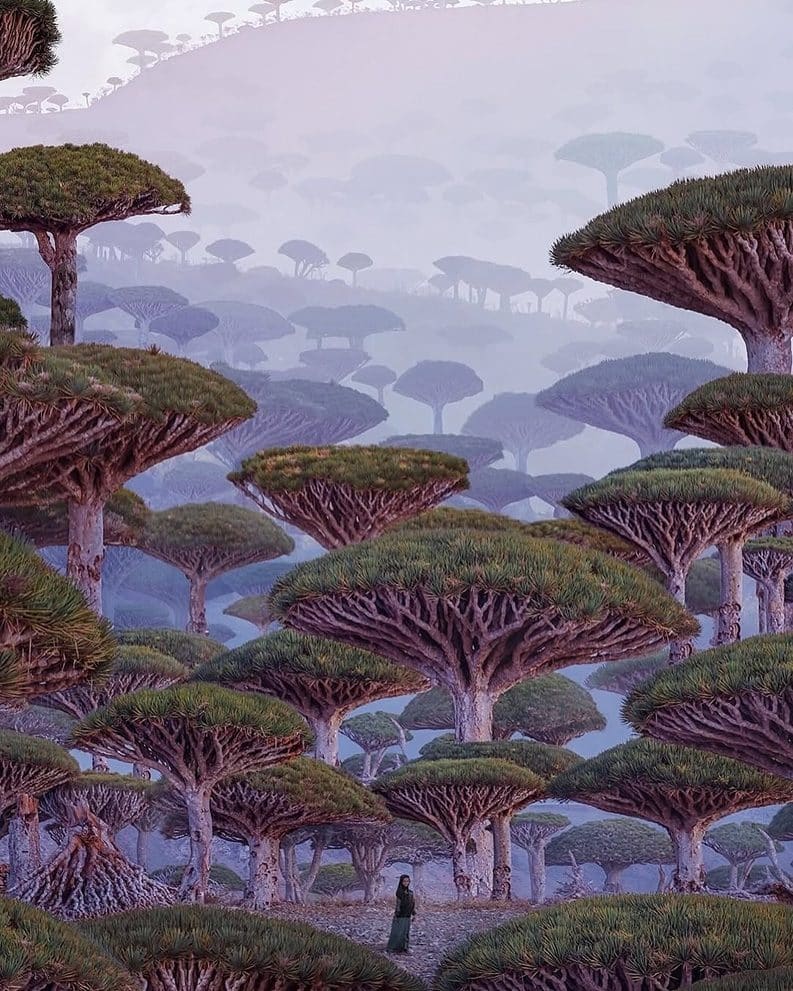 Socotra - una isla de otro planeta