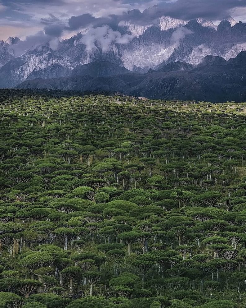 Socotra - una isla de otro planeta