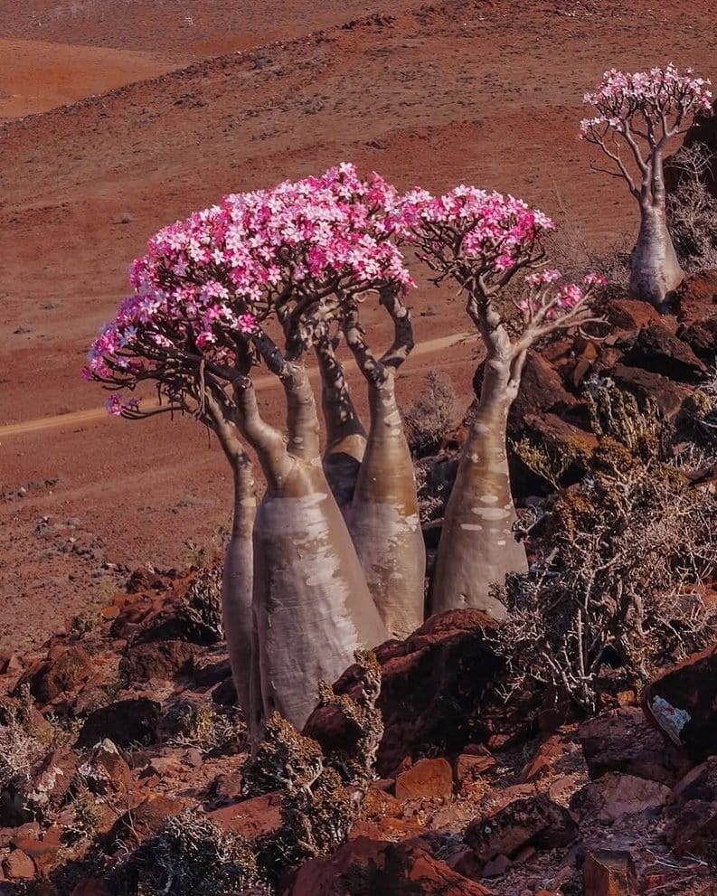 Socotra - una isla de otro planeta