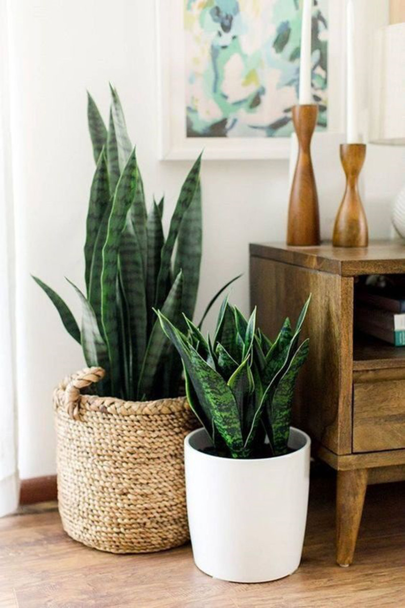 Guía sobre plantas de interior