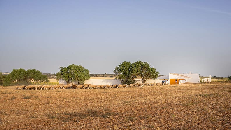 Casa de Campo en Zafra de Zancará, Canobardin, Imagen Subliminal