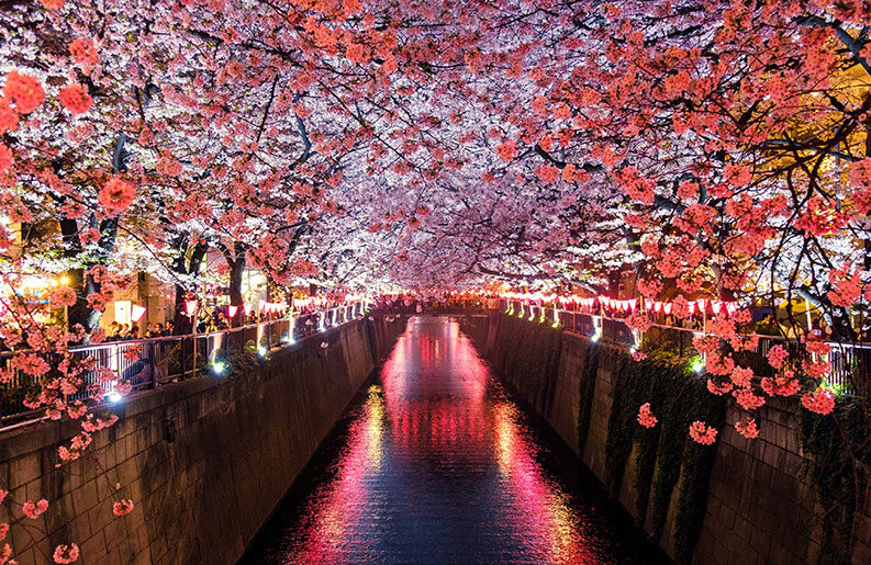 Cada vez más argentinos eligen Japón