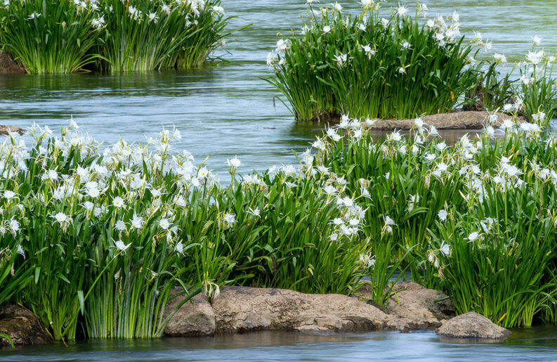 Los increíbles lirios araña en Carolina del Sur