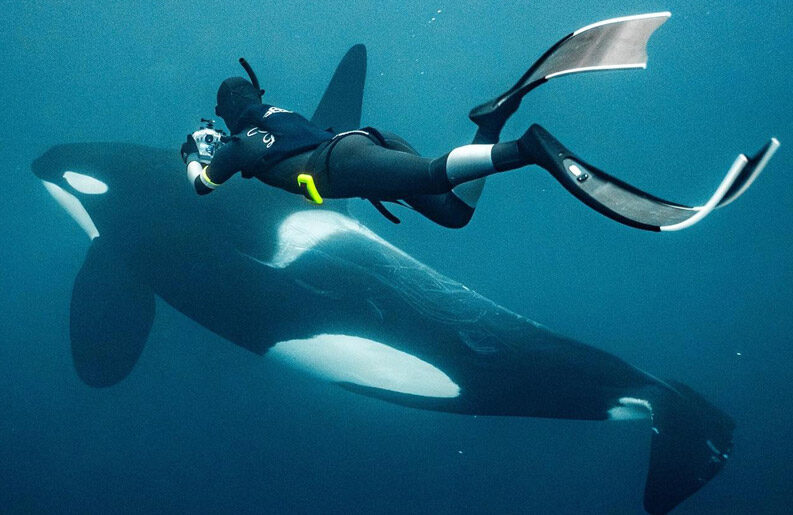 Nadar con orcas en Noruega: la experiencia de viaje más extrema
