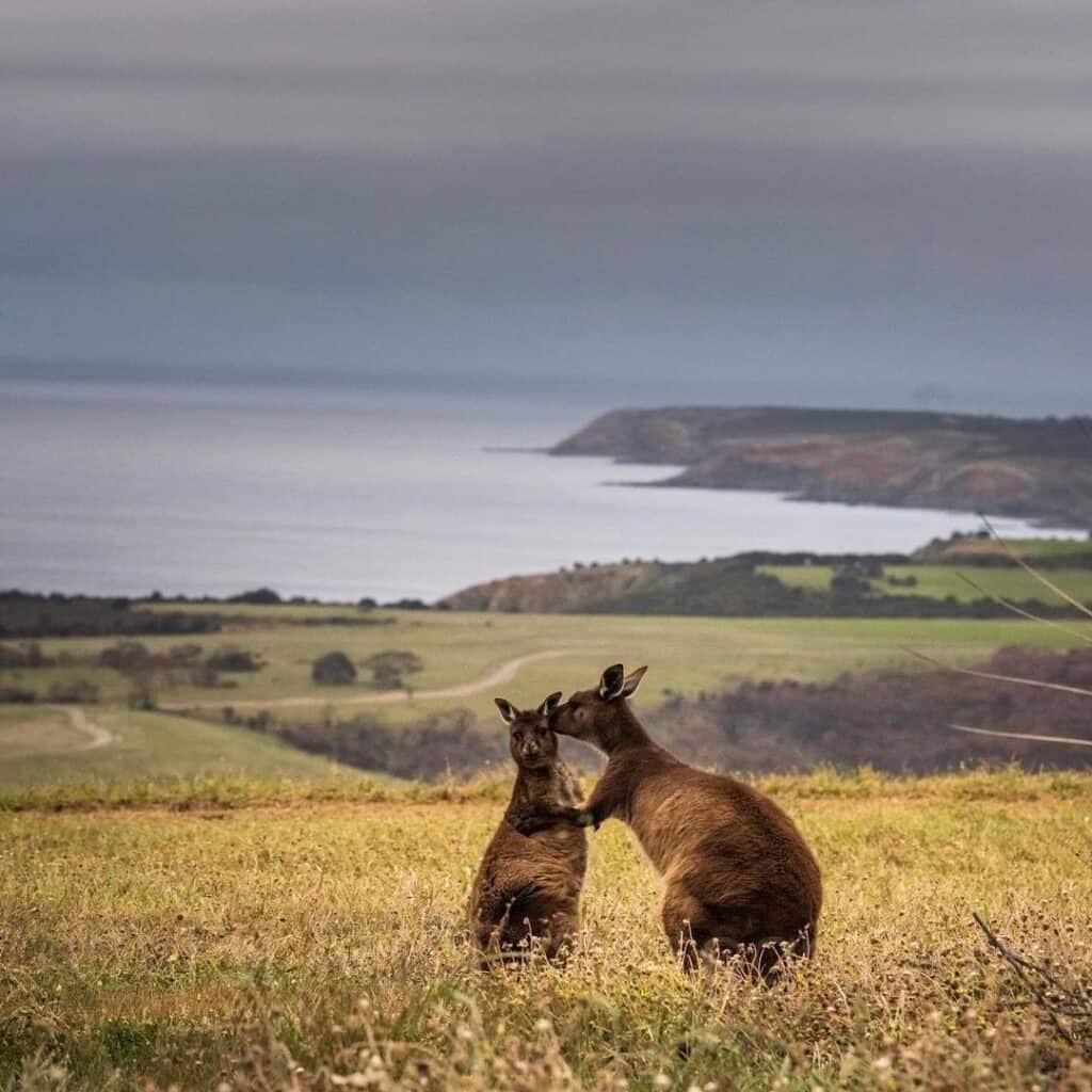 Kangaroo Island. El paraíso que vuelve a vivir.