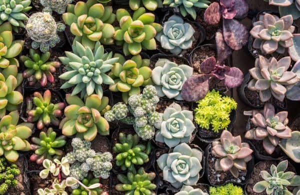 Claves para cuidar tus suculentas